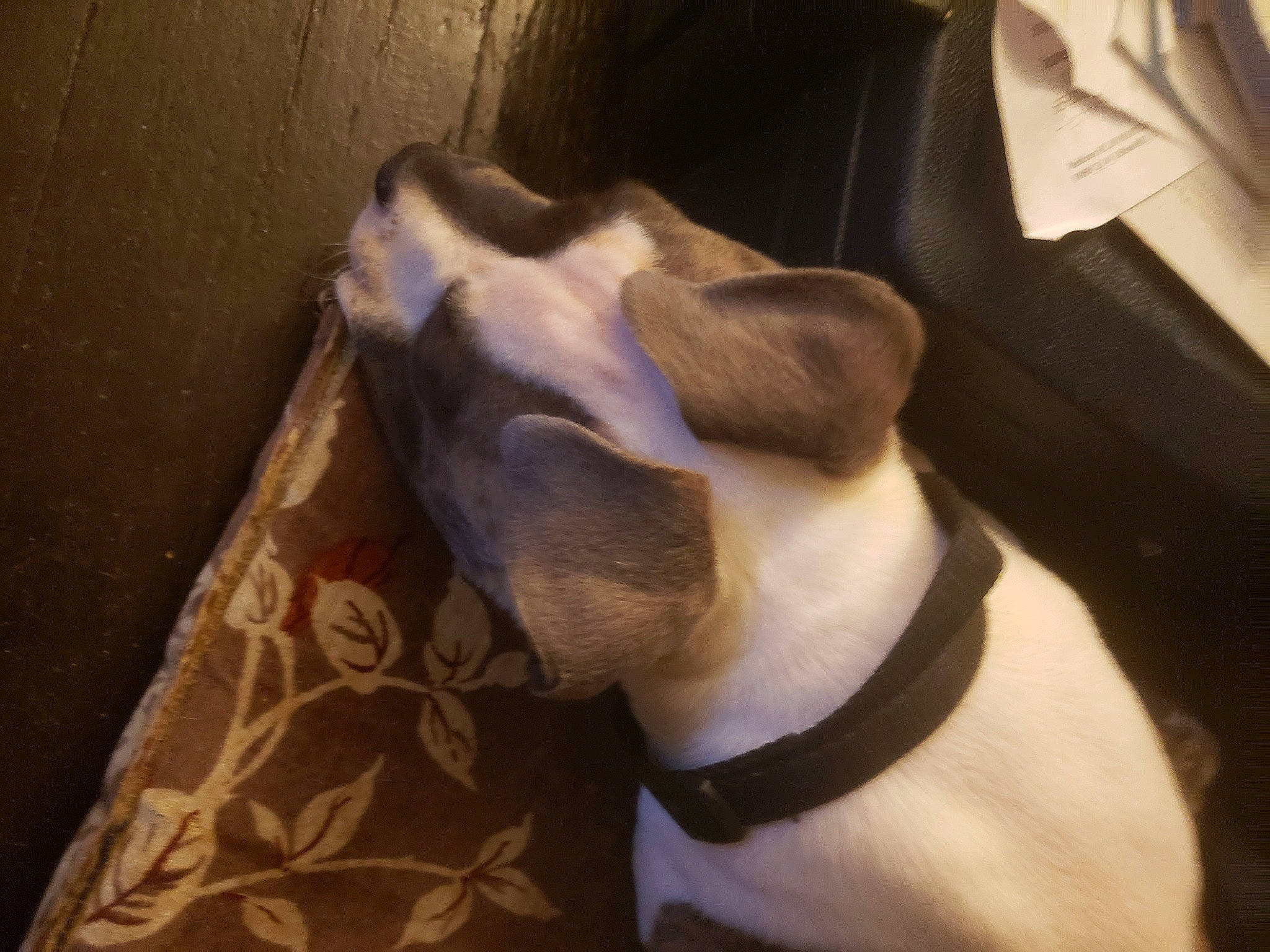 Stripe joined the competition — help win amazing prizes! canidae, carnivore, collar, comfort, companion_dog, dog, dog_breed, dog_collar, ear, fawn, fur, non_sporting_group, pet_supply, snout, sporting_group, tail, whiskers, working_animal