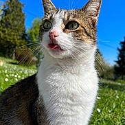 Guapo a rejoint le concours — aidez-le/la à gagner de superbes lots ! cat, animal, outdoor, grass, blue_sky, whiskers, close_up, pet, mammal, nature, ears, fur, daylight, portrait, cute, tongue_out, greenery, sunlight, tabby, white_fur