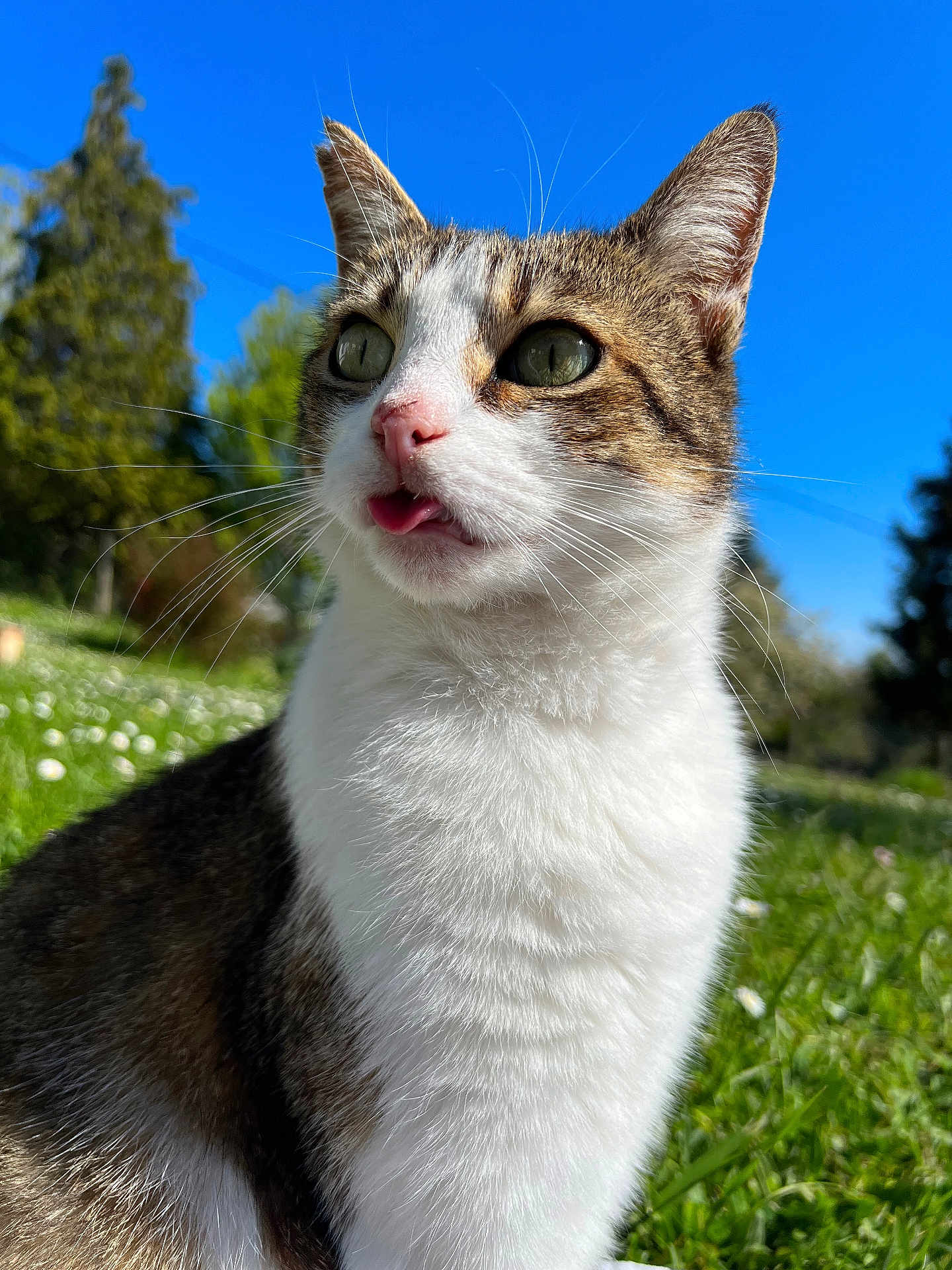 Guapo a rejoint le concours — aidez-le/la à gagner de superbes lots ! cat, animal, outdoor, grass, blue_sky, whiskers, close_up, pet, mammal, nature, ears, fur, daylight, portrait, cute, tongue_out, greenery, sunlight, tabby, white_fur