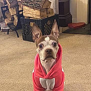 Queen joined the competition — help win amazing prizes! dog, hoodie, indoor, carpet, firewood, crate, curtain, furniture, pet, brown_and_white, ears_up, looking, sitting, cozy, living_room, wood, animal, canine, attentive