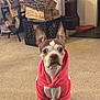 dog, hoodie, indoor, carpet, firewood, crate, curtain, furniture, pet, brown_and_white, ears_up, looking, sitting, cozy, living_room, wood, animal, canine, attentive