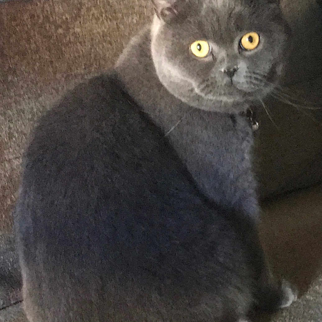 Oasis a rejoint le concours — aidez-le/la à gagner de superbes lots ! animal, carpet, cat, cozy, curious, cute, domestic_animal, feline, fur, gray_cat, household, indoor, looking, mammal, pet, portrait, sitting, tail, whiskers, yellow_eyes