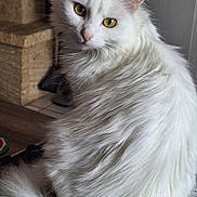 Nyx participe au concours pour gagner de l'argent avec cette photo : animal, cat, closeup, curious, cute, domestic_cat, feline, floor, fluffy, fur, indoor, looking_back, pet, portrait, sitting, stone_wall, tail, whiskers, white_cat, yellow_eyes
