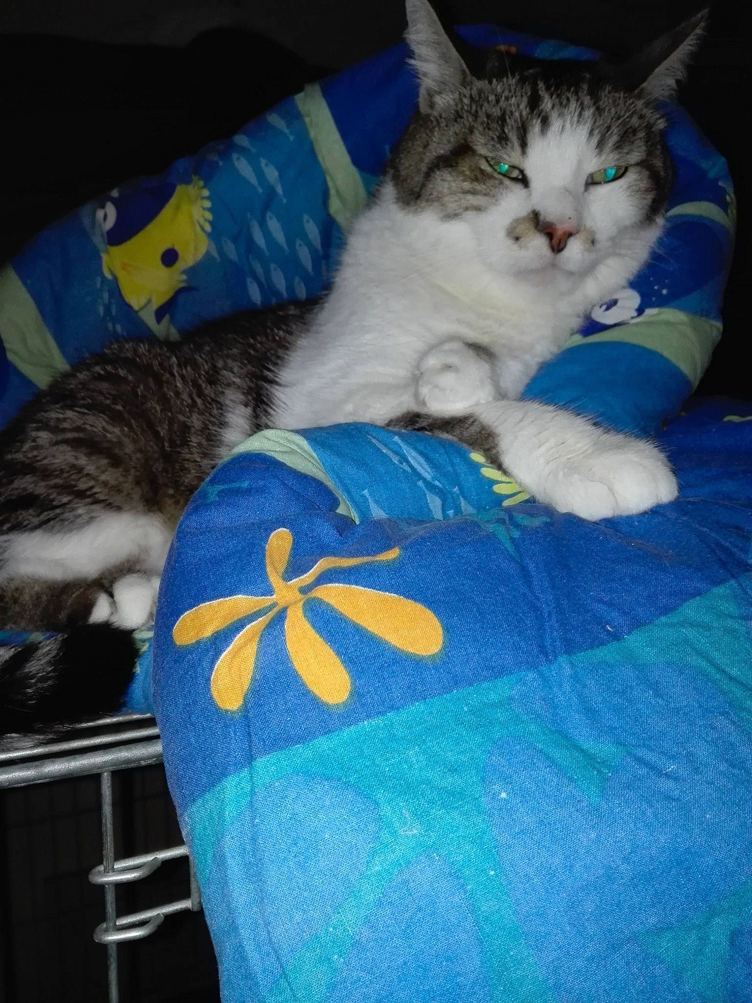 Imhotep participe au concours pour gagner de l'argent avec cette photo : american_shorthair, asian, carnivore, cat, domestic_short_haired_cat, european_shorthair, felidae, kitten, small_to_medium_sized_cats, whiskers