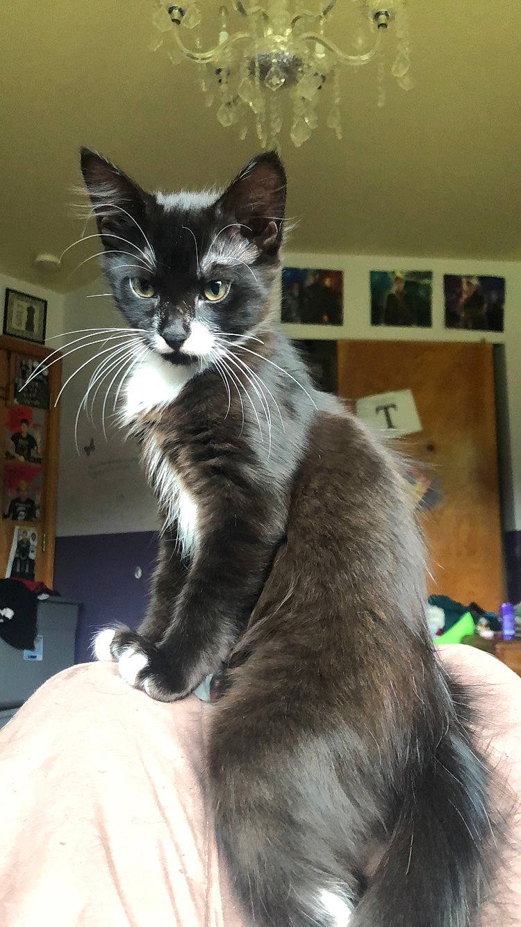 Jane joined the competition — help win amazing prizes! asian, carnivore, cat, domestic_long_haired_cat, domestic_short_haired_cat, felidae, javanese, kitten, maine_coon, mammal, nebelung, oriental_longhair, small_to_medium_sized_cats, vertebrate, whiskers