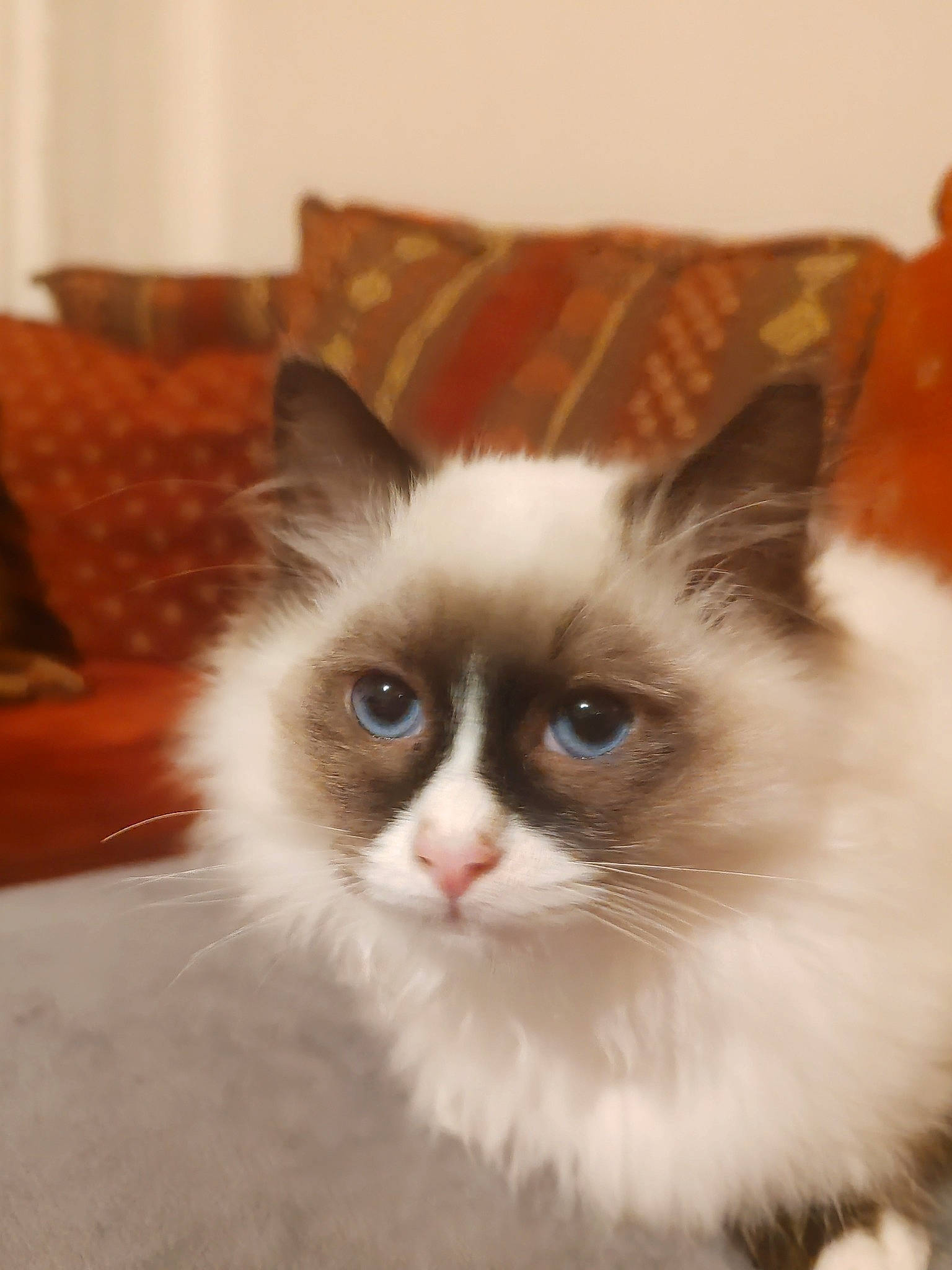 Utopy participe au concours pour gagner de l'argent avec cette photo : birman, carnivore, cat, comfort, couch, fawn, felidae, fur, small_to_medium_sized_cats, snout, tail, whiskers