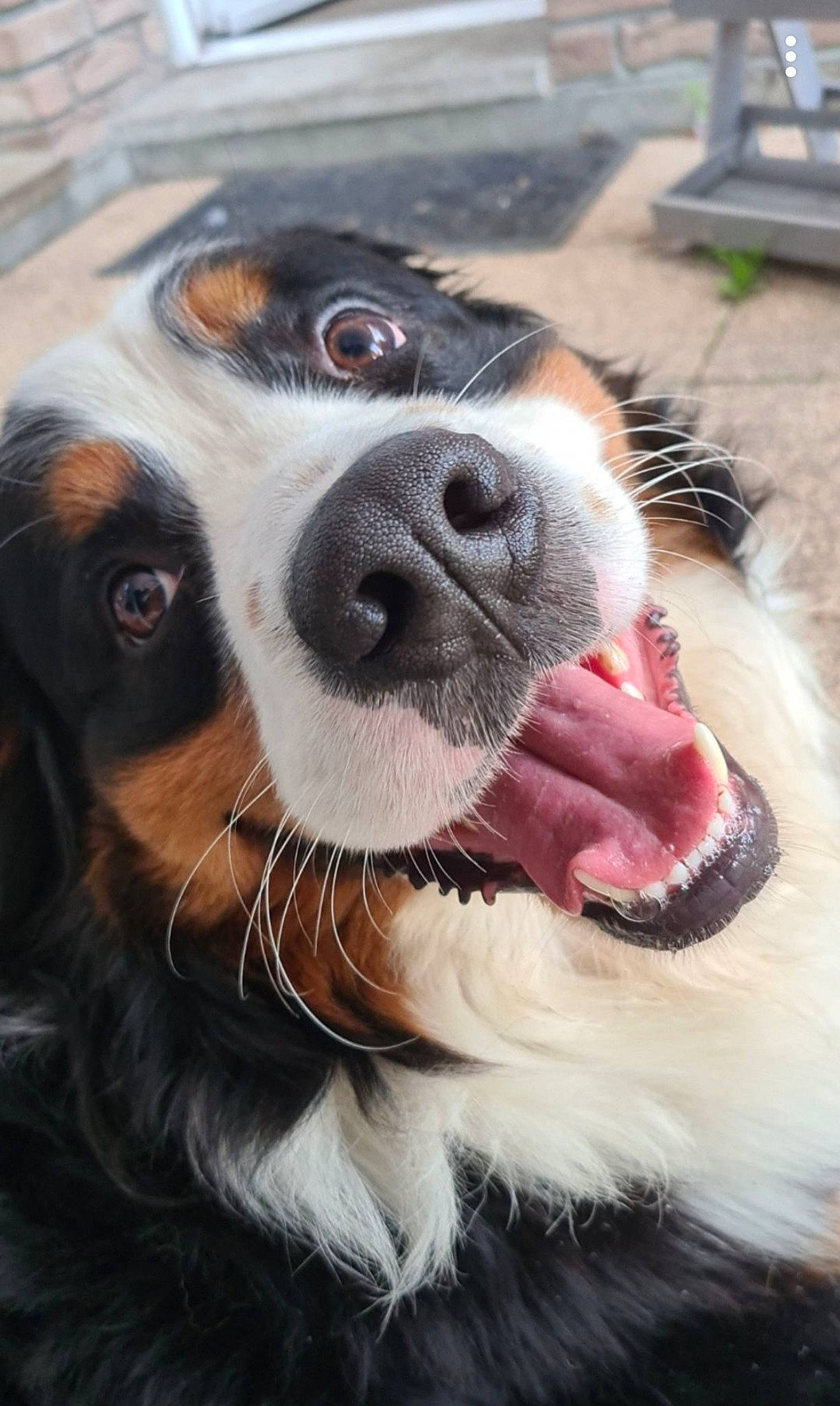 Bou participe au concours pour gagner de l'argent avec cette photo : canidae, carnivore, close_up, collar, companion_dog, dog, dog_breed, dog_collar, fur, hunting_dog, iris, natural_material, pet_supply, snout, sporting_group, tongue, tooth, vertebrate, whiskers, working_animal