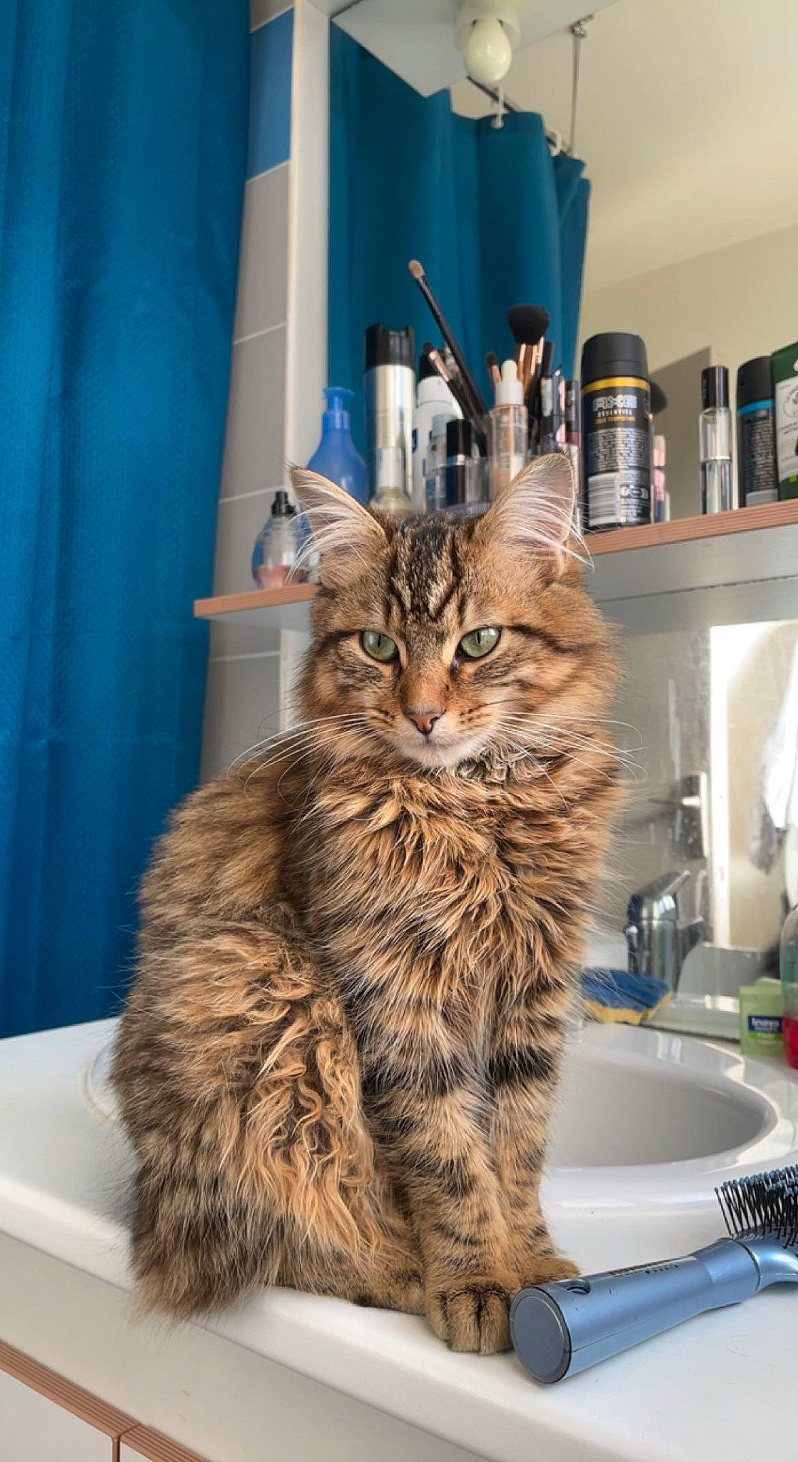 Chopper participe au concours pour gagner de l'argent avec cette photo : blue, bottle, carnivore, cat, claw, curtain, domestic_short_haired_cat, felidae, fur, maine_coon, plumbing_fixture, room, shelf, sink, small_to_medium_sized_cats, snout, tail, tap, terrestrial_animal, whiskers