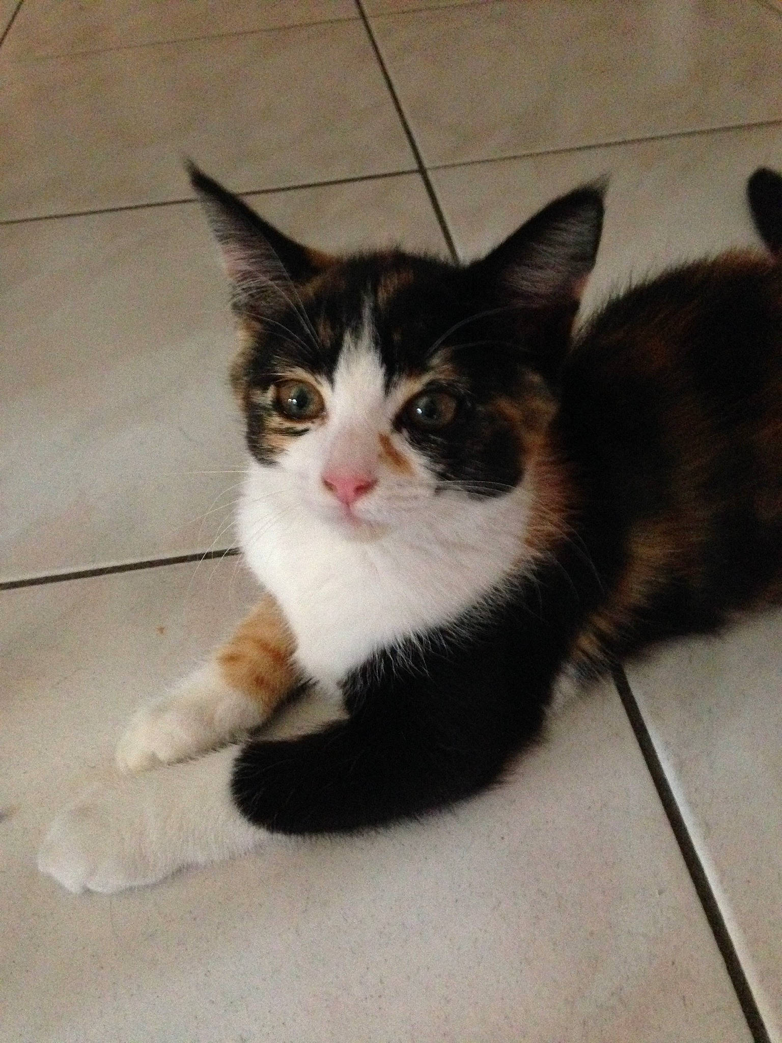 Misha a rejoint le concours — aidez-le/la à gagner de superbes lots ! aegean_cat, american_wirehair, carnivore, cat, domestic_short_haired_cat, european_shorthair, fawn, felidae, kitten, mammal, polydactyl_cat, small_to_medium_sized_cats, tail, vertebrate, whiskers