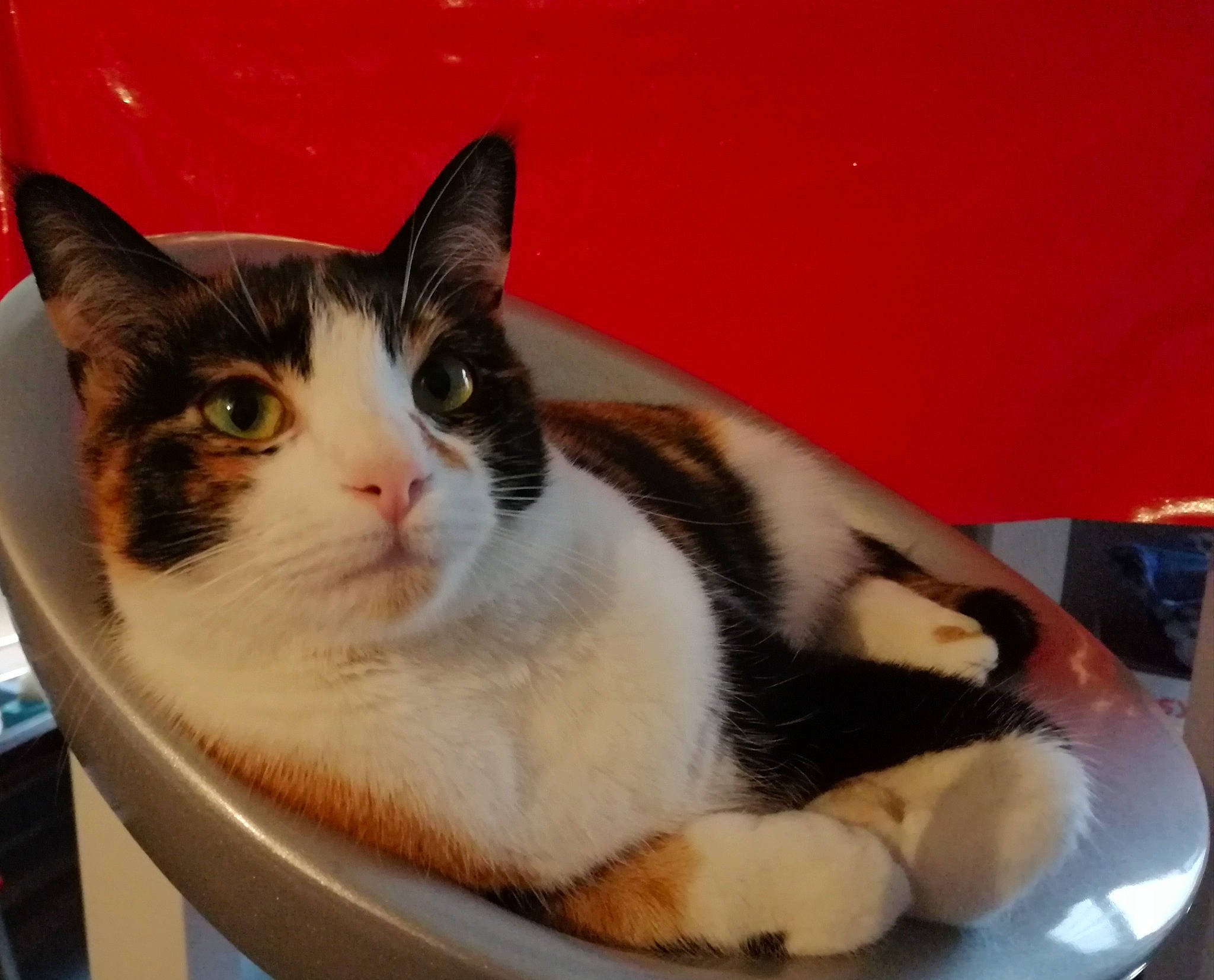 Misha a rejoint le concours — aidez-le/la à gagner de superbes lots ! aegean_cat, american_wirehair, asian, carnivore, cat, domestic_short_haired_cat, european_shorthair, eye, felidae, japanese_bobtail, kitten, mammal, polydactyl_cat, small_to_medium_sized_cats, tail, whiskers