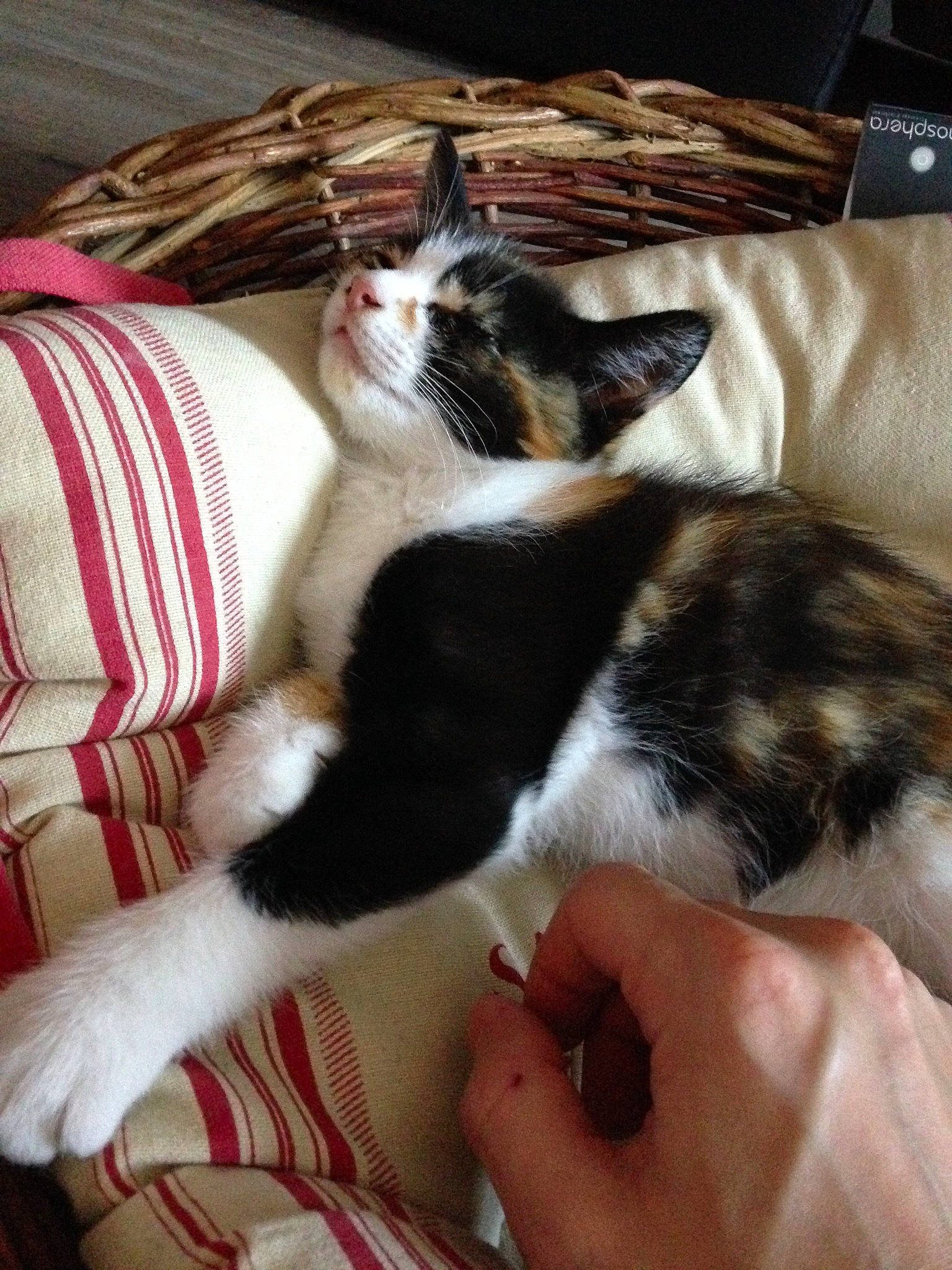 Misha participe au concours pour gagner de l'argent avec cette photo : american_wirehair, carnivore, cat, domestic_short_haired_cat, ear, european_shorthair, felidae, fur, kitten, mammal, paw, polydactyl_cat, small_to_medium_sized_cats, tail, whiskers