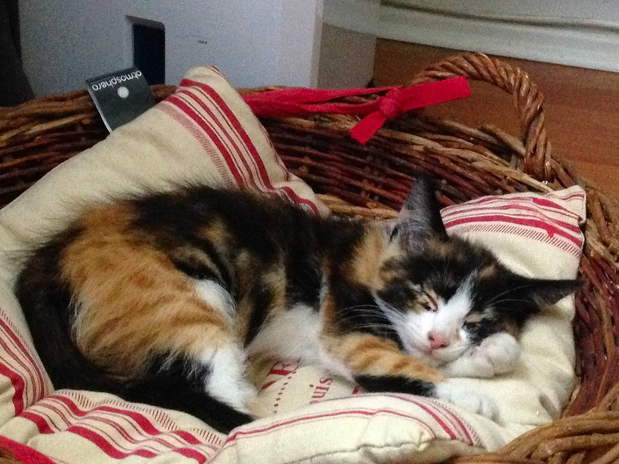 Misha participe au concours pour gagner de l'argent avec cette photo : asian, bed, carnivore, cat, comfort, domestic_short_haired_cat, european_shorthair, felidae, fur, furniture, kitten, mammal, nap, small_to_medium_sized_cats, tabby_cat, whiskers