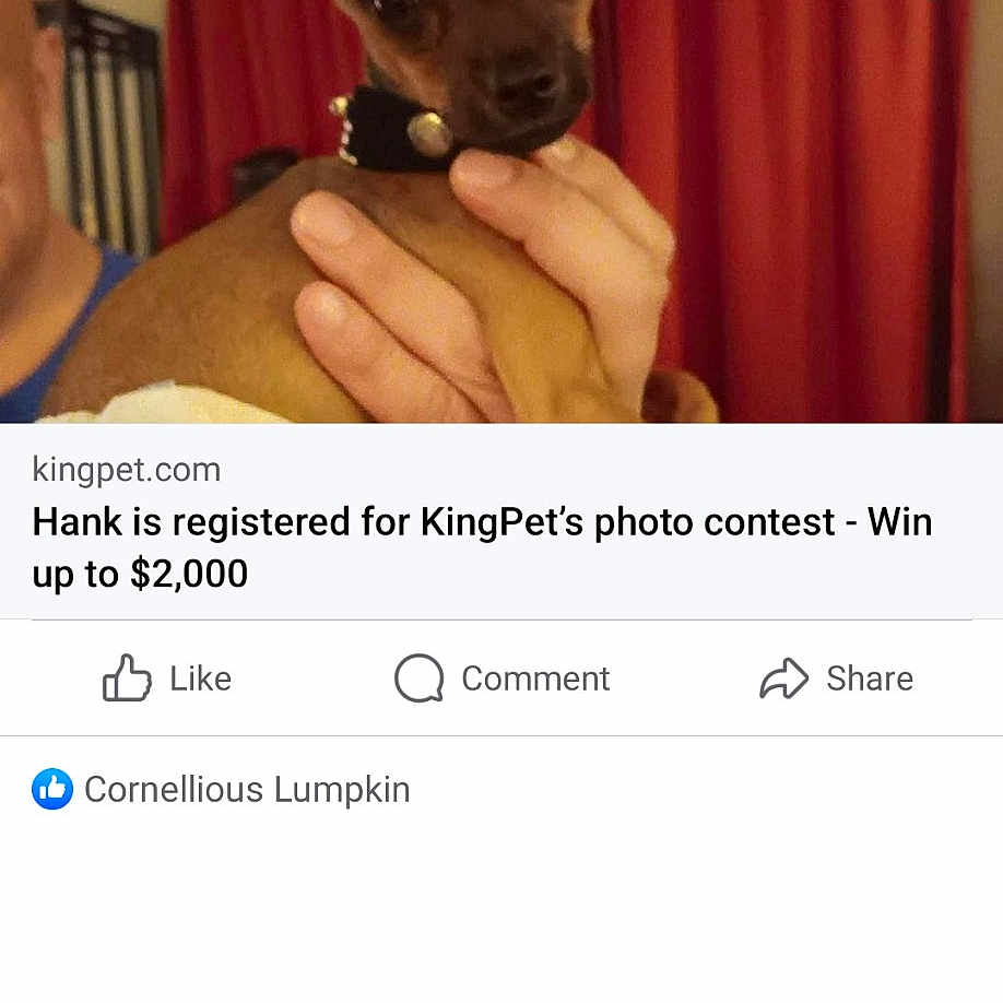 Hank joined the competition — help win amazing prizes! companion_dog, eyelash, finger, font, gesture, happy, nail, photo_caption, screenshot, terrestrial_animal, thumb, whiskers