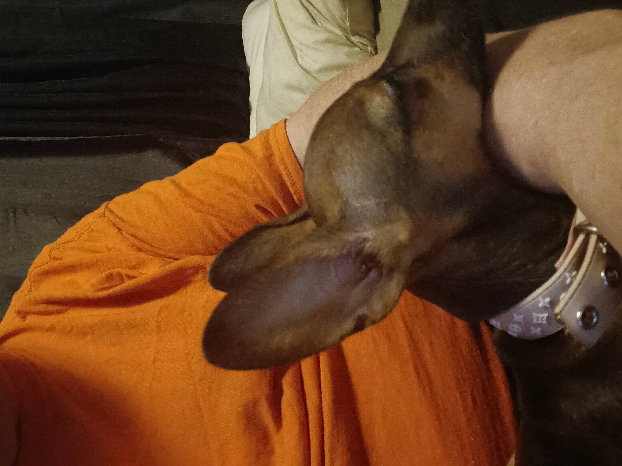 Hank joined the competition — help win amazing prizes! canidae, carnivore, comfort, companion_dog, dog, dog_breed, ear, elbow, fawn, finger, gesture, hand, human_leg, liver, nail, sporting_group, wood, working_animal, wrinkle, wrist