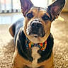 dog, bow_tie, carpet, indoor, pet, animal, portrait, close_up, ears, brown, black, white_chest, focus, cute, domestic_animal, laying_down, looking_at_camera, colorful, soft_light, background_blur