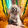 dog, poodle, gray, fluffy, collar, tag, feathers, yellow, green, purple, sparkles, beads, pink, background, portrait, pet, cute, animal, indoor, decorative