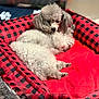 dog, poodle, pet_bed, red, black, checkered, fluffy, curly_fur, relaxed, indoor, cozy, cute, animal, resting, canine, small_dog, fur, paw, bed, comfort