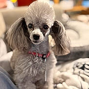 Sari joined the competition — help win amazing prizes! blanket, bokeh, close_up, collar, couch, cozy, dog, ears, eyes, fluffy, groomed, home, indoors, muzzle, pet, poodle, portrait, shallow_depth_of_field, sitting, tag