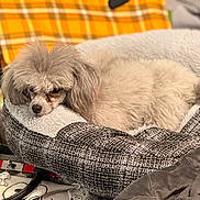 Sari is registered to the contest to win money with this photo: dog, poodle, pet_bed, blanket, gray, fluffy, indoor, resting, cozy, plaid, orange, bag, fabric, comfort, fur, animal, cute, small_dog, relaxing, household