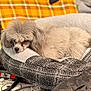 dog, poodle, pet_bed, blanket, gray, fluffy, indoor, resting, cozy, plaid, orange, bag, fabric, comfort, fur, animal, cute, small_dog, relaxing, household