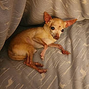 Bojack joined the competition — help win amazing prizes! animal, bed, blanket, brown_fur, chihuahua, companion, cozy, cute, dog, ears, fur, indoors, lying_down, pattern, paws, pet, relaxed, resting, sleepy, small_dog