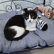 Zoe participe au concours pour gagner de l'argent avec cette photo : cat, black_and_white, plush_toy, stuffed_animal, cushion, bench, indoor, pet, animal, resting, fur, face, ears, tail, floor, curtains, pattern, wall_art, comfort, cozy