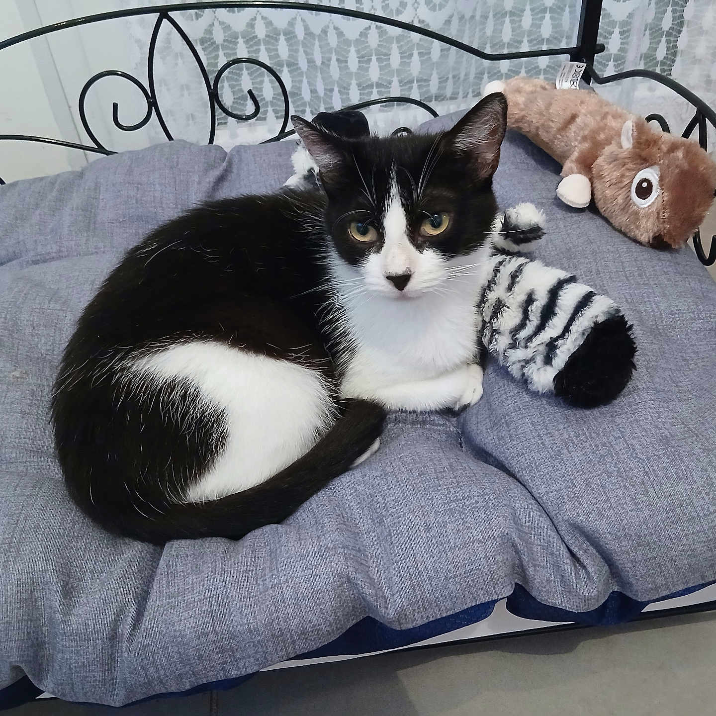 Zoe participe au concours pour gagner de l'argent avec cette photo : animal, bench, black_and_white, cat, comfort, cozy, curtains, cushion, ears, face, floor, fur, indoor, pattern, pet, plush_toy, resting, stuffed_animal, tail, wall_art