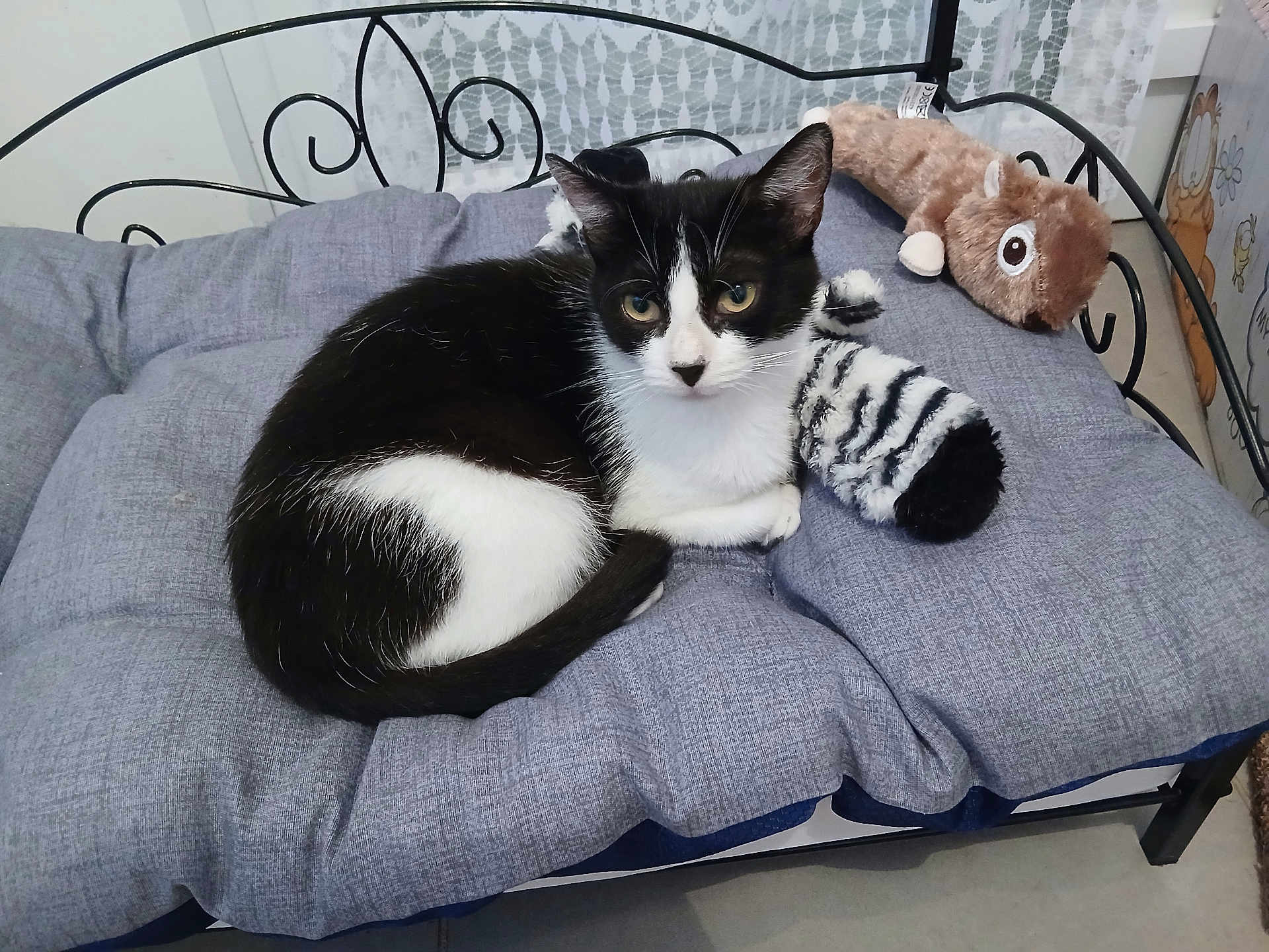Zoe participe au concours pour gagner de l'argent avec cette photo : cat, black_and_white, plush_toy, stuffed_animal, cushion, bench, indoor, pet, animal, resting, fur, face, ears, tail, floor, curtains, pattern, wall_art, comfort, cozy