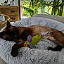 cat, siamese_cat, sleeping, pet_bed, toy_mouse, indoor, window, plant, greenery, couch, furniture, relaxation, cozy, animal, fur, rest, home, daylight, soft, peaceful