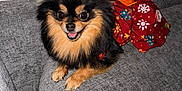 Missy is registered to the contest to win money with this photo: dog, pomeranian, pet, animal, cute, furry, small_dog, orange_bow, holiday_dress, red_dress, couch, gray_couch, indoor, smiling, happy, fur, ears, sitting, looking_at_camera, domestic_animal
