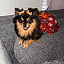 dog, pomeranian, pet, animal, cute, furry, small_dog, orange_bow, holiday_dress, red_dress, couch, gray_couch, indoor, smiling, happy, fur, ears, sitting, looking_at_camera, domestic_animal