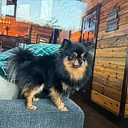 Missy is registered to the contest to win money with this photo: dog, pomeranian, pet, animal, couch, indoor, wooden_wall, door, blanket, living_room, furniture, window, reflection, decor, flowers, kitchen, cozy, fur, small_dog, alert
