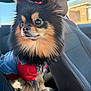 Missy is registered to the contest to win money with this photo: dog, pomeranian, pet, car_interior, seat, clothing, red_shirt, denim, fur, bow, small_dog, alert, window, sunlight, cute, animal, mammal, domestic_animal, portrait, indoor