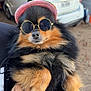 Missy joined the competition — help win amazing prizes! dog, pomeranian, sunglasses, hat, pet, fluffy, black_and_tan, hand, tattoo, ring, outdoor, car, garage, fence, close_up, portrait, cute, animal, pet_accessory, fashion