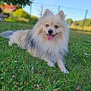 Kynhaï participe au concours pour gagner de l'argent avec cette photo : animal, bench, blue_eyes, canine, daytime, dog, fence, fluffy, fur, grass, greenery, happy, nature, outdoor, panting, pet, relaxed, sky, summer, tongue_out