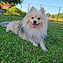 animal, bench, blue_eyes, canine, daytime, dog, fence, fluffy, fur, grass, greenery, happy, nature, outdoor, panting, pet, relaxed, sky, summer, tongue_out