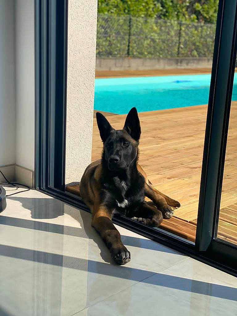 Raja participe au concours pour gagner de l'argent avec cette photo : canidae, carnivore, companion_dog, dog, dog_breed, door, fawn, felidae, flooring, guard_dog, non_sporting_group, shade, small_to_medium_sized_cats, snout, sporting_group, tail, window, wood, working_animal, working_dog