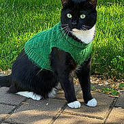 Monkey is registered to the contest to win money with this photo: cat, black_and_white_cat, green_sweater, knitted_sweater, pet_clothing, outdoor, grass, pavement, sidewalk, sunlight, shadow, whiskers, animal, domestic_cat, sitting, white_paws, green_eyes, fur, nature, cute