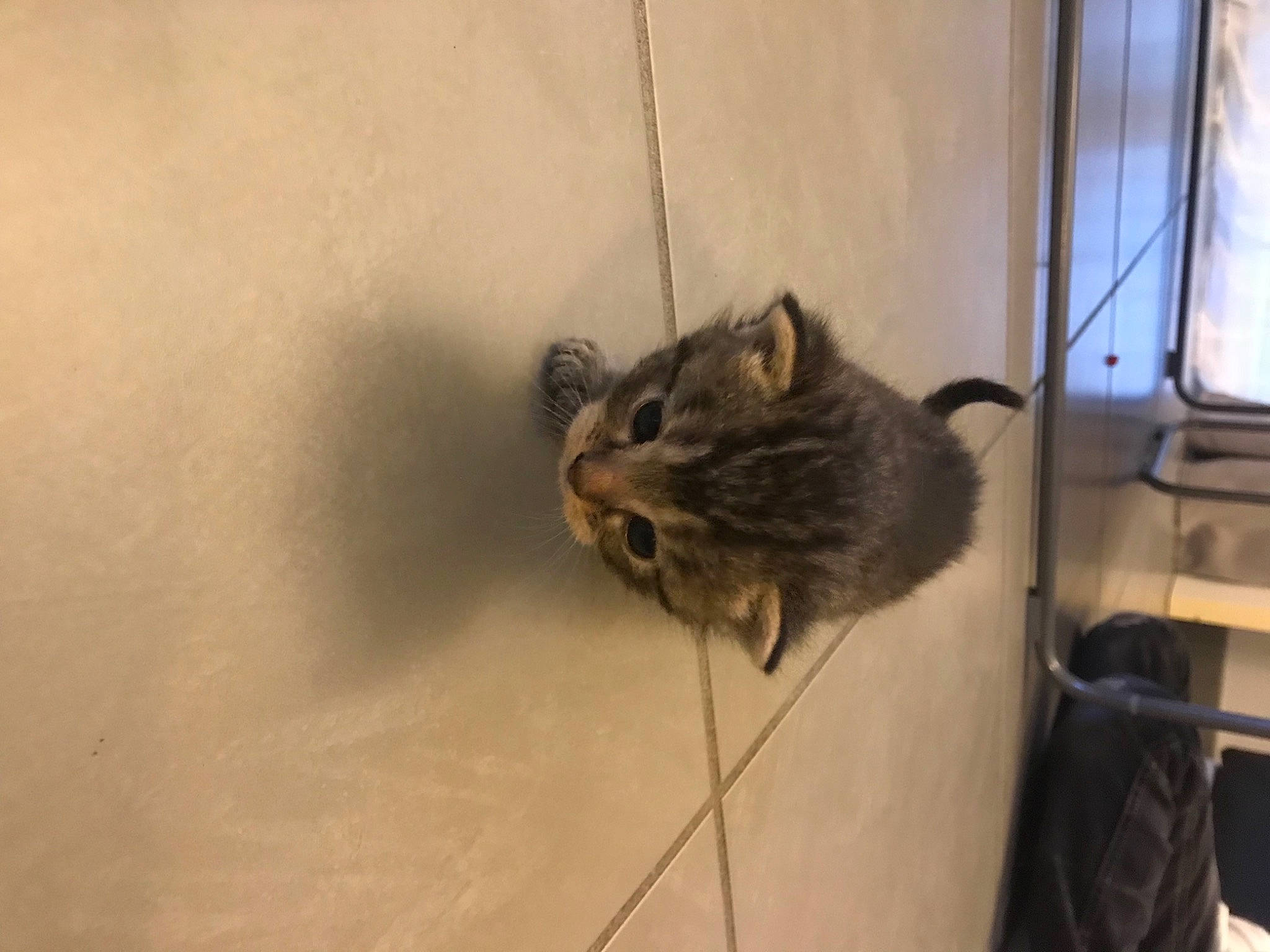 Opium participe au concours pour gagner de l&#x27;argent avec cette photo : carnivore, cat, claw, domestic_short_haired_cat, felidae, flooring, fur, gerbil, mouse, muridae, rodent, small_to_medium_sized_cats, snout, tail, terrestrial_animal, whiskers, wildlife