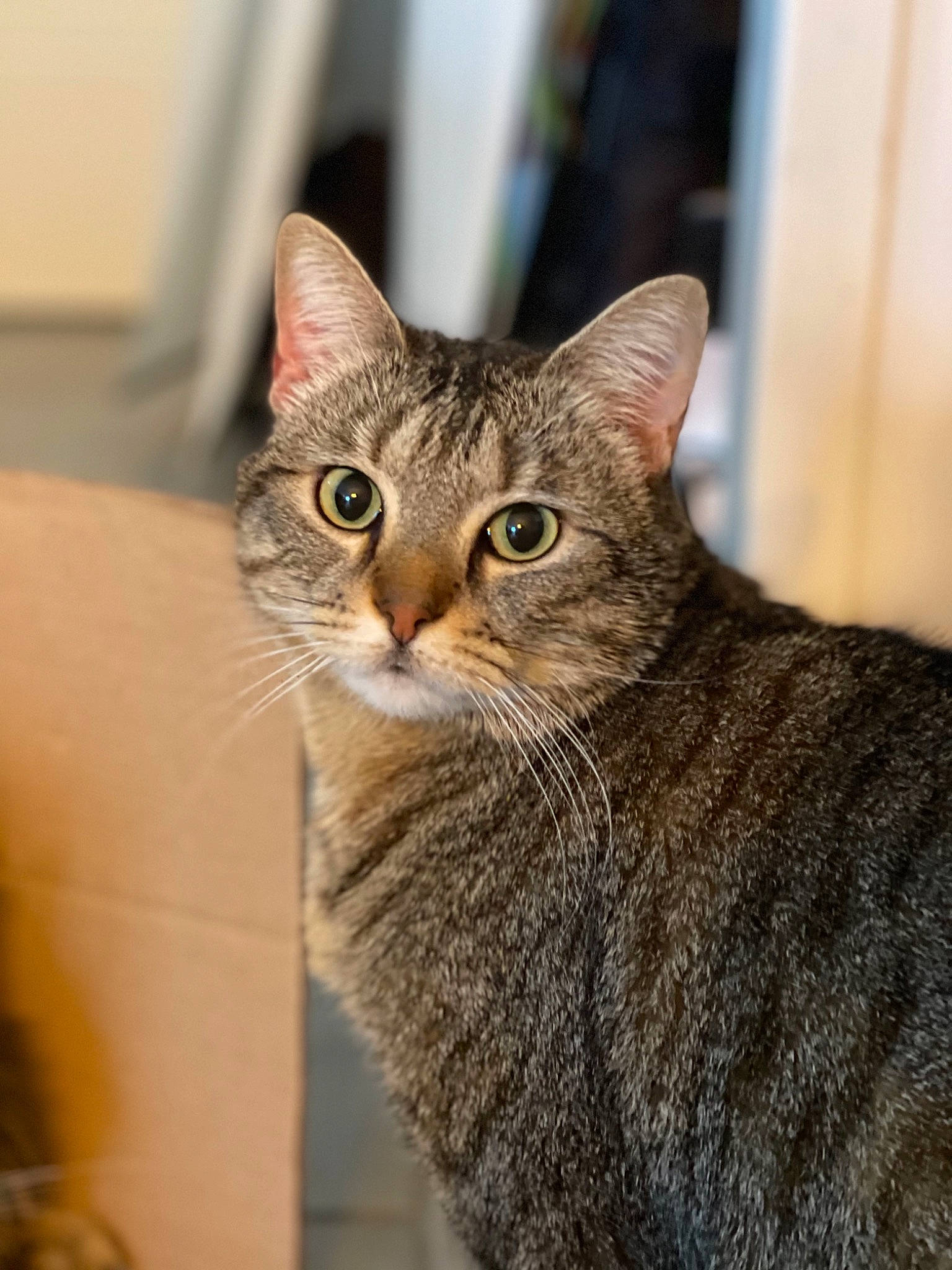 Opium a rejoint le concours — aidez-le/la à gagner de superbes lots ! carnivore, cat, domestic_short_haired_cat, door, ear, eye, fawn, felidae, fur, small_to_medium_sized_cats, snout, terrestrial_animal, tree, whiskers, wildlife, window