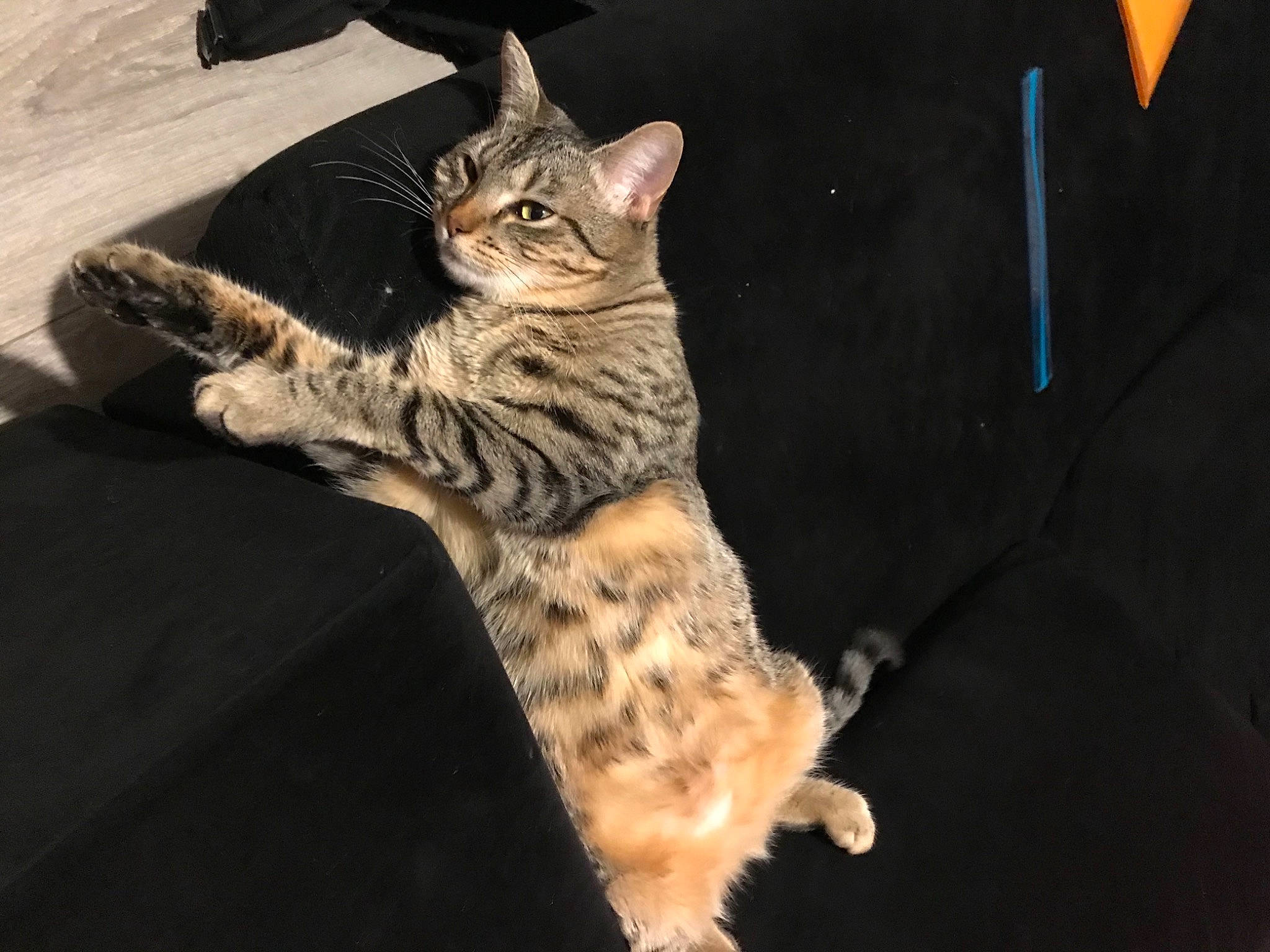 Opium participe au concours pour gagner de l&#x27;argent avec cette photo : carnivore, cat, claw, darkness, domestic_short_haired_cat, felidae, foot, fur, paw, sitting, small_to_medium_sized_cats, snout, tail, terrestrial_animal, whiskers, wildlife