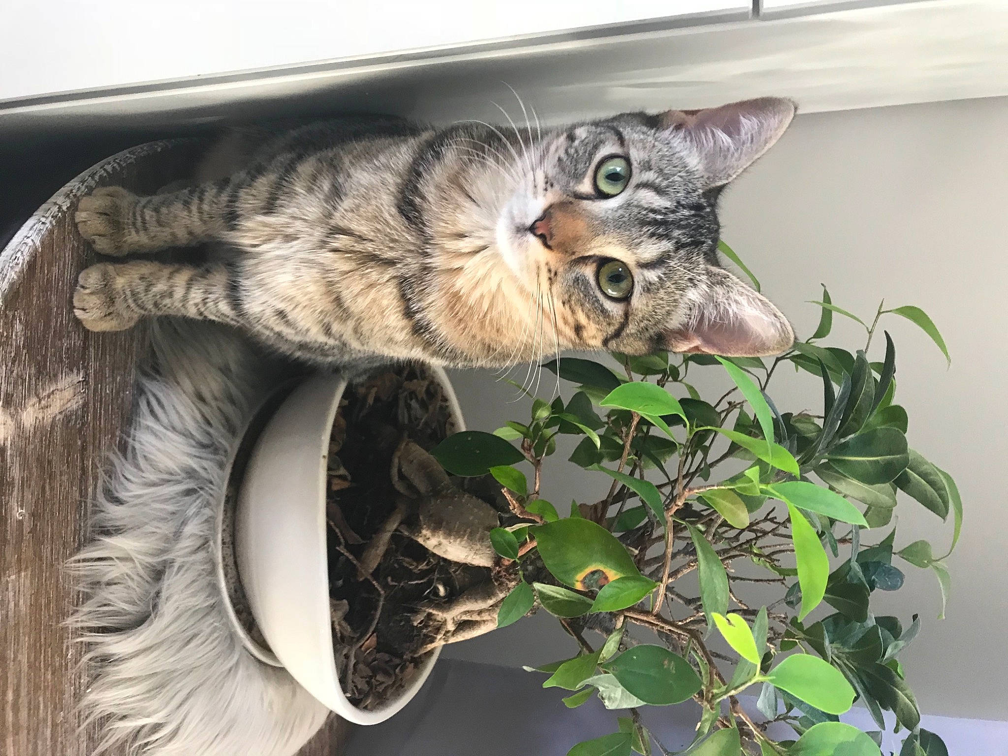 Opium participe au concours pour gagner de l&#x27;argent avec cette photo : art, carnivore, cat, felidae, fur, herb, houseplant, natural_material, organism, pet_supply, plant, small_to_medium_sized_cats, snout, tail, terrestrial_animal, tree, twig, whiskers, wildlife, wood