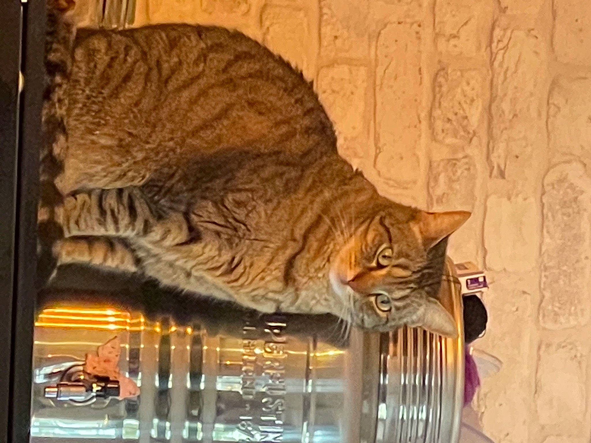 Opium participe au concours pour gagner de l&#x27;argent avec cette photo : art, big_cats, carnivore, cat, claw, domestic_short_haired_cat, felidae, flowerpot, fur, glass, metal, small_to_medium_sized_cats, snout, tail, terrestrial_animal, whiskers, window, wood