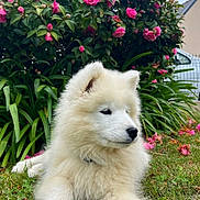 Bianka participe au concours pour gagner de l'argent avec cette photo : animal, bush, canine, cute, daylight, dog, flora, flowers, garden, grass, greenery, nature, outdoor, pet, pink_flowers, puppy, relaxed, summer, white_fur, young_dog