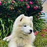 animal, bush, canine, cute, daylight, dog, flora, flowers, garden, grass, greenery, nature, outdoor, pet, pink_flowers, puppy, relaxed, summer, white_fur, young_dog
