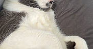 Stache joined the competition — help win amazing prizes! cat, sleeping, gray_and_white, fluffy, pet, indoor, cushion, pillow, relaxed, fur, whiskers, closeup, cute, animal, domestic_cat, resting, cozy, soft, nap, peaceful