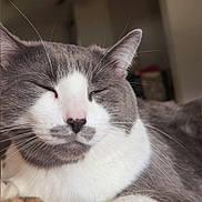 Stache is registered to the contest to win money with this photo: cat, grey_and_white, sleeping, cozy, indoor, pet, whiskers, feline, close_up, soft_blanket, relaxed, paw, fur, domestic_cat, resting, cute, animal, companionship, snuggled, peaceful