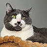 Stache joined the competition — help win amazing prizes! cat, gray_cat, white_cat, green_eyes, fluffy_blanket, indoor, pet, feline, relaxed, resting, close_up, portrait, domestic_cat, animal, whiskers, fur, cute, calm, soft_texture, house_pet