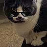 Stache is registered to the contest to win money with this photo: cat, gray_and_white_cat, sunglasses, pixelated_sunglasses, indoor, furniture, chair, carpet, pet, animal, cute, whiskers, ears, eyes, digital_overlay, funny, home, sitting, closeup, portrait