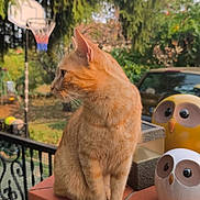 Saphir participe au concours pour gagner de l'argent avec cette photo : cat, orange_tabby, animal, outdoor, garden, basketball_hoop, decorative_owl, figurine, tile, ledges, greenery, fence, nature, pet, whiskers, ears, portrait, daylight, blurred_background, sitting